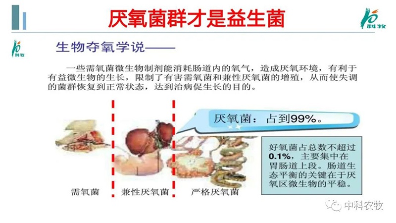 豬糞氣味就是消化道以及群體健康的“晴雨表”